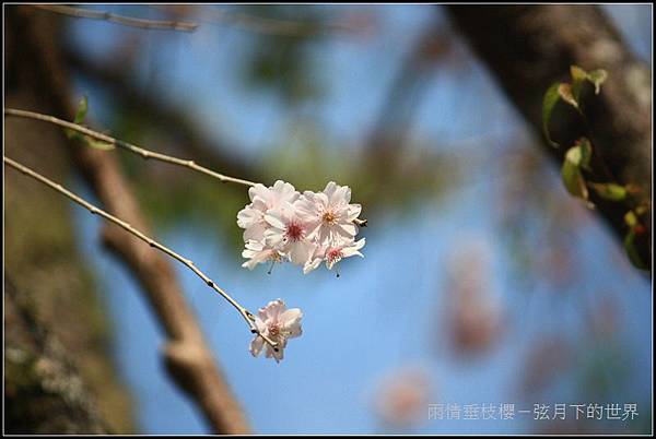 雨情垂枝櫻 (12)