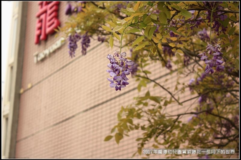 2017年龍潭幼兒園賞紫藤花 (6).jpg