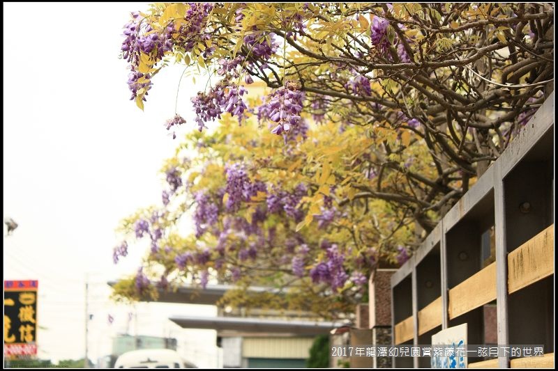 2017年龍潭幼兒園賞紫藤花 (10).jpg