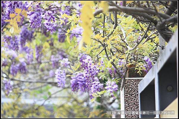 2017年龍潭幼兒園賞紫藤花 (21).jpg