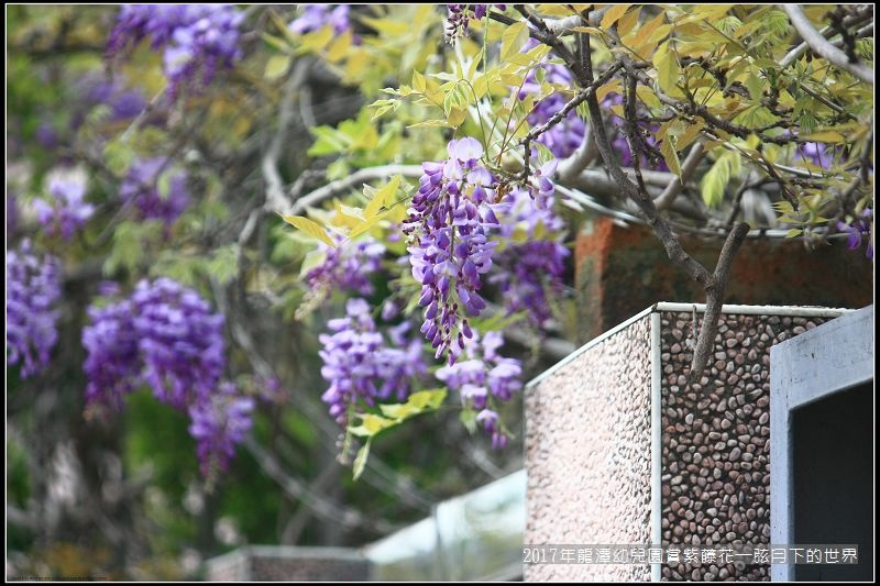 2017年龍潭幼兒園賞紫藤花 (25).jpg