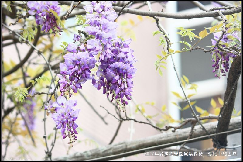 2017年龍潭幼兒園賞紫藤花 (34).jpg