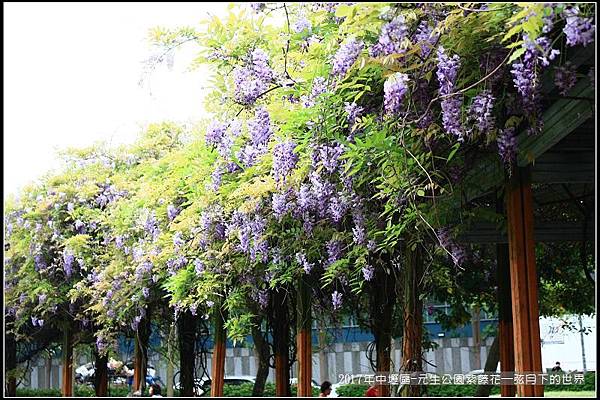 2017年中壢區-元生公園紫藤花 (8).jpg