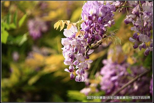 2017年中壢區-元生公園紫藤花 (13).jpg