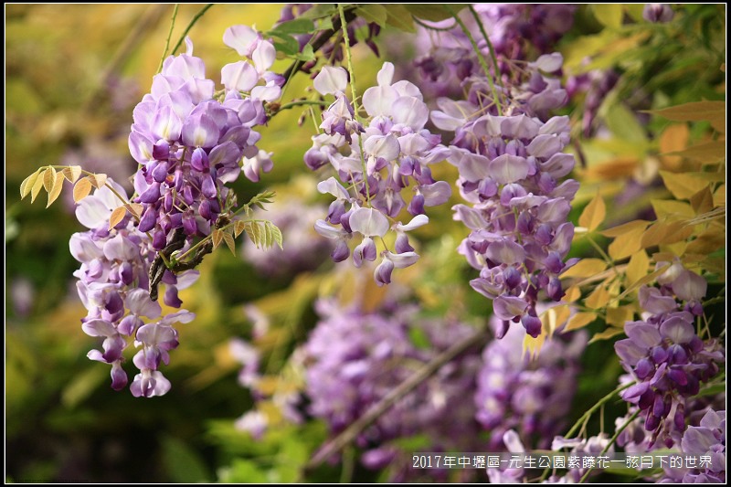 2017年中壢區-元生公園紫藤花 (12).jpg