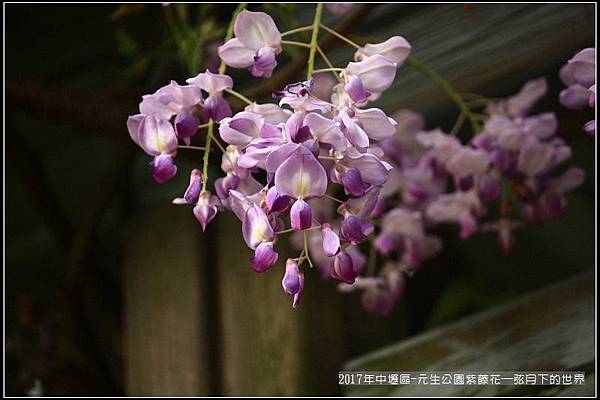 2017年中壢區-元生公園紫藤花 (15).jpg