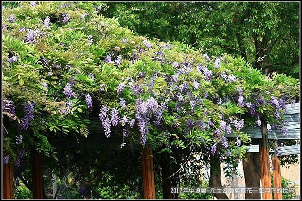 2017年中壢區-元生公園紫藤花 (18).jpg