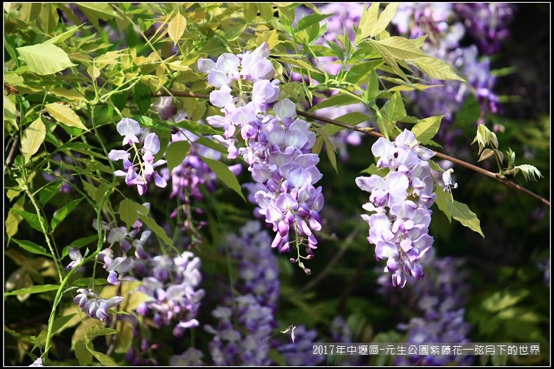 2017年中壢區-元生公園紫藤花 (17).jpg