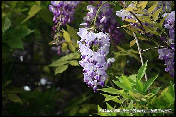 2017年中壢區-元生公園紫藤花 (20).jpg