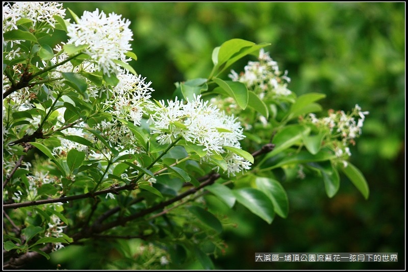 大溪區-埔頂公園流蘇花  (3).jpg