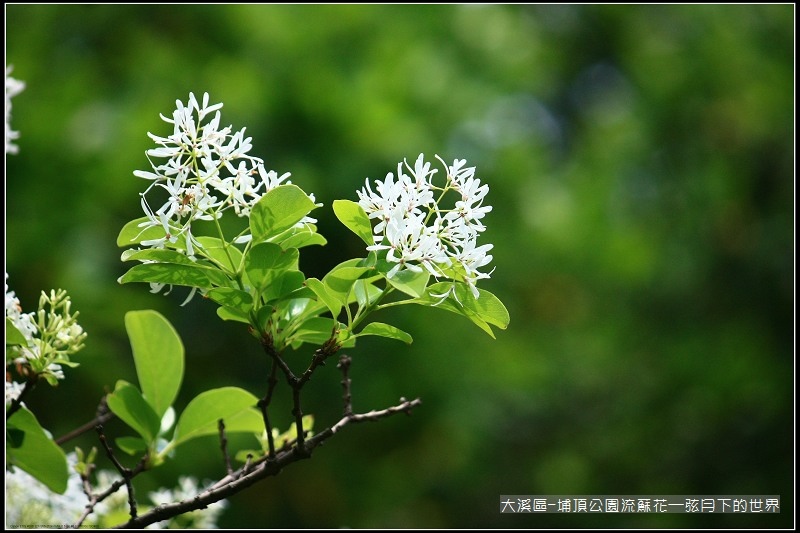 大溪區-埔頂公園流蘇花  (4).jpg