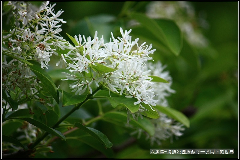 大溪區-埔頂公園流蘇花  (6).jpg