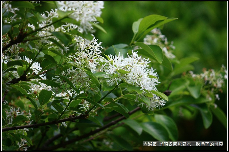 大溪區-埔頂公園流蘇花  (5).jpg