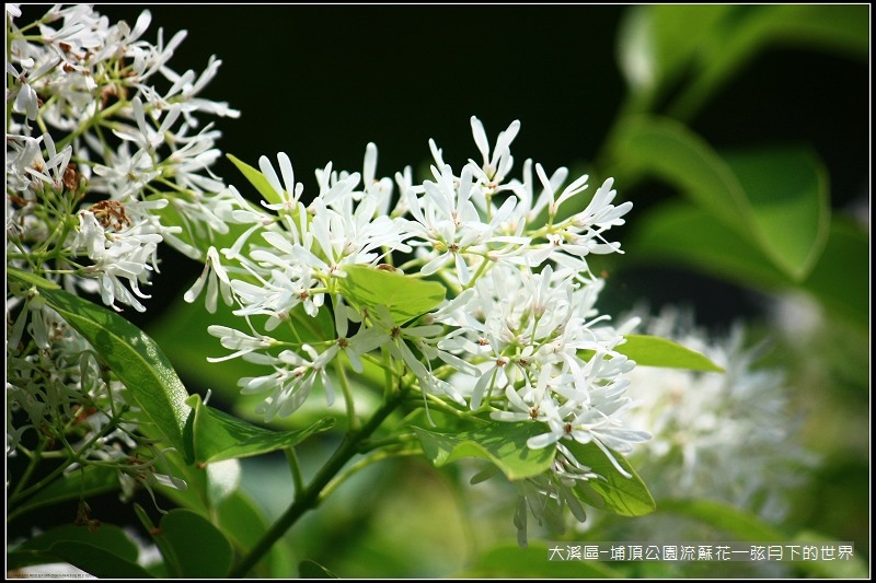 大溪區-埔頂公園流蘇花  (7).jpg