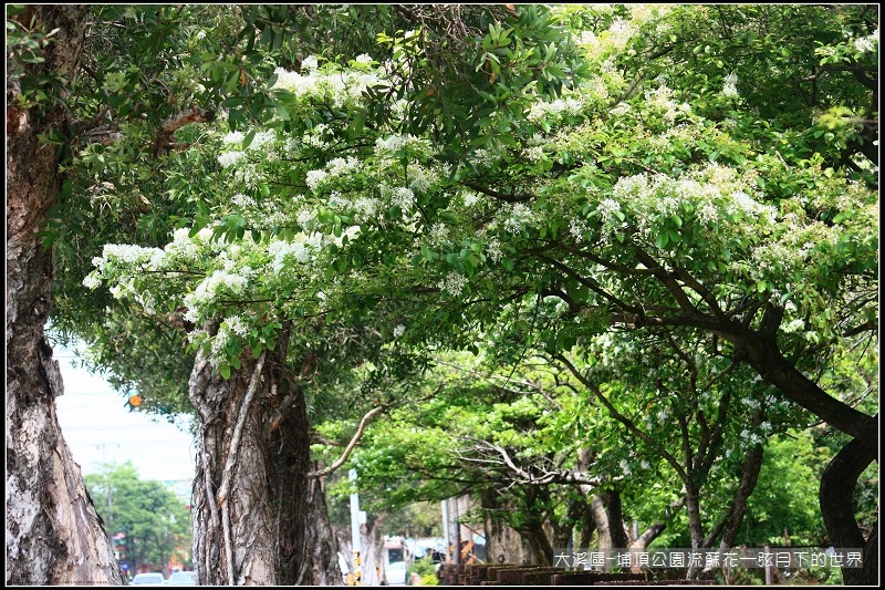 大溪區-埔頂公園流蘇花  (8).jpg