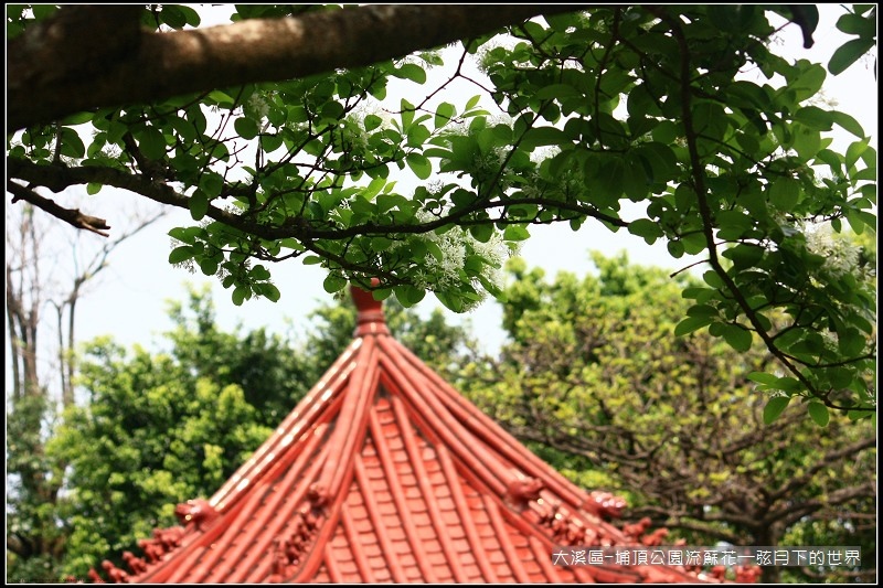 大溪區-埔頂公園流蘇花  (11).jpg