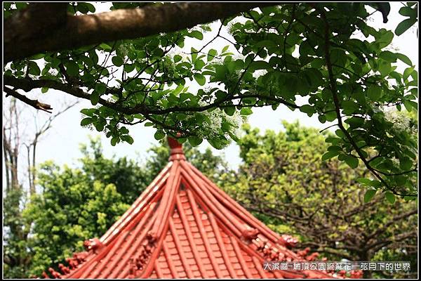 大溪區-埔頂公園流蘇花  (11).jpg