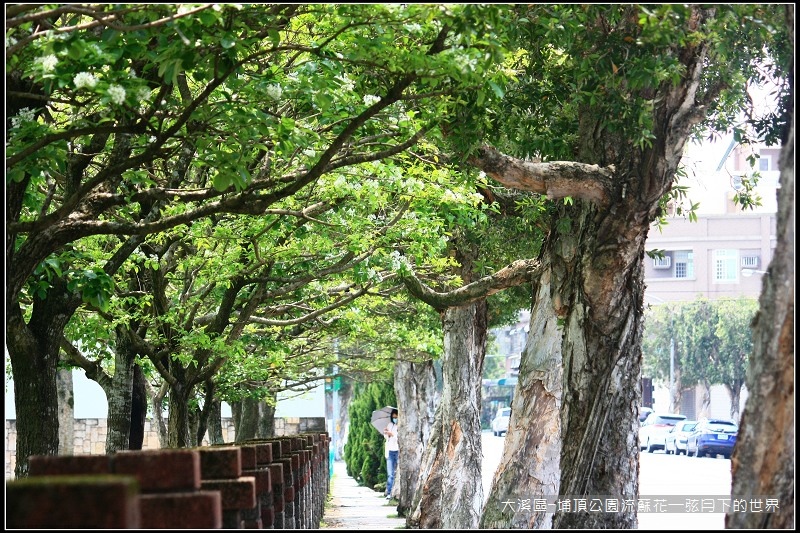 大溪區-埔頂公園流蘇花  (9).jpg