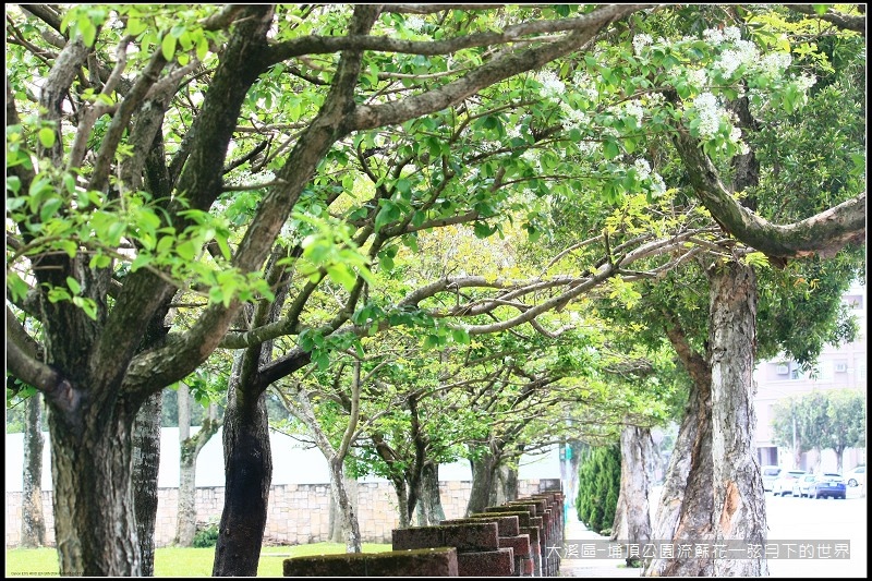 大溪區-埔頂公園流蘇花  (12).jpg