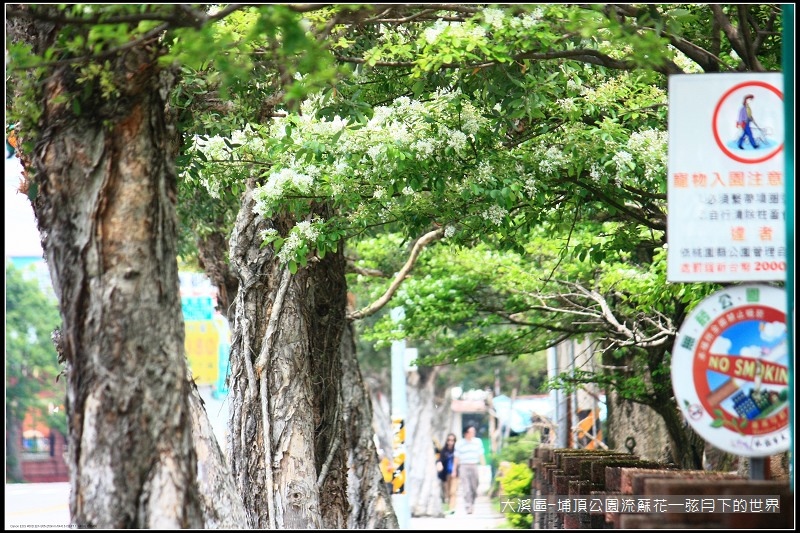 大溪區-埔頂公園流蘇花  (13).jpg