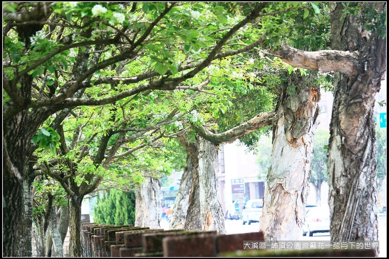 大溪區-埔頂公園流蘇花  (15).jpg