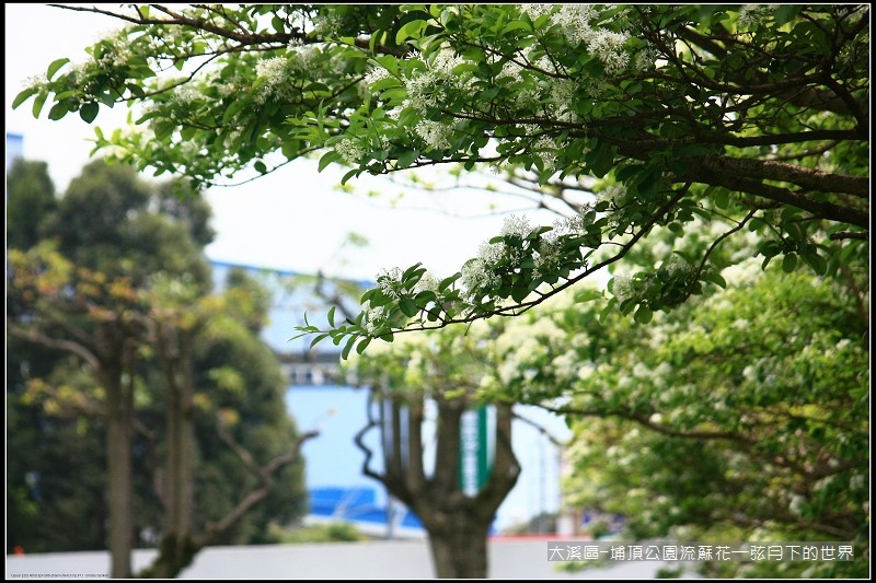 大溪區-埔頂公園流蘇花  (17).jpg