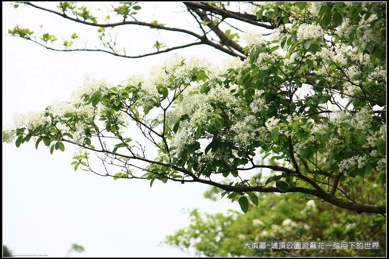 大溪區-埔頂公園流蘇花  (23).jpg