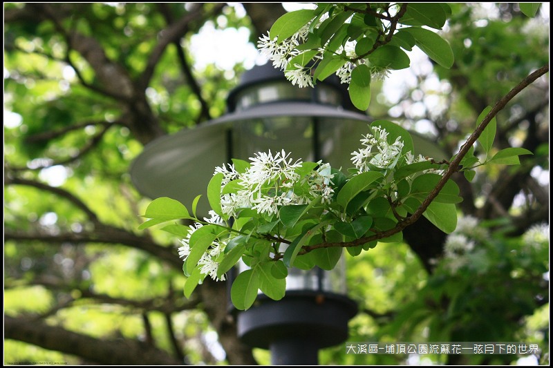 大溪區-埔頂公園流蘇花  (22).jpg