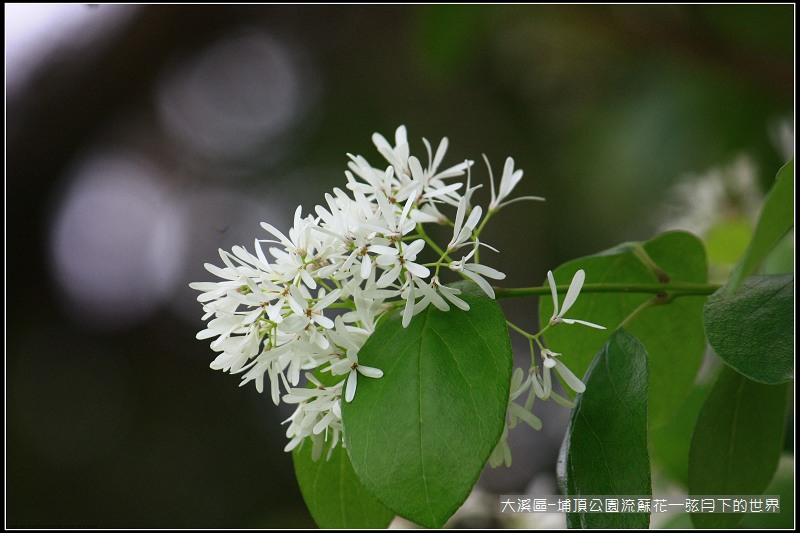 大溪區-埔頂公園流蘇花  (25).jpg