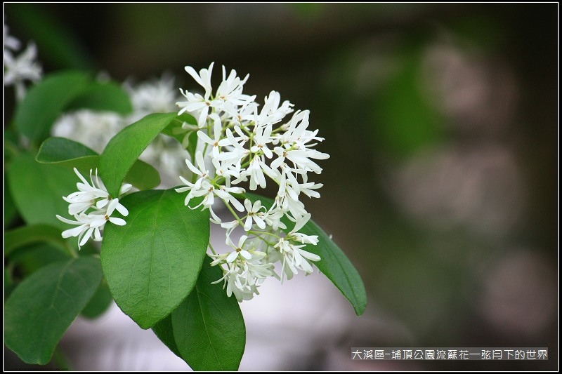 大溪區-埔頂公園流蘇花  (24).jpg