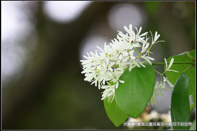 大溪區-埔頂公園流蘇花  (26).jpg