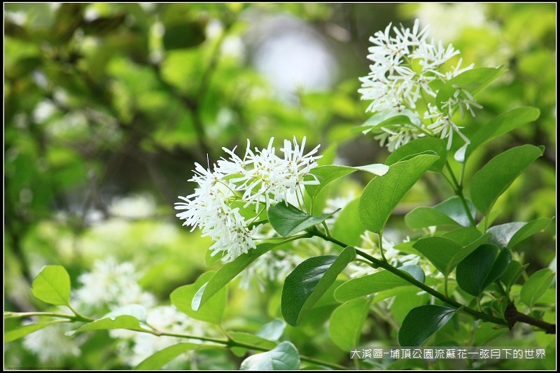 大溪區-埔頂公園流蘇花  (27).jpg