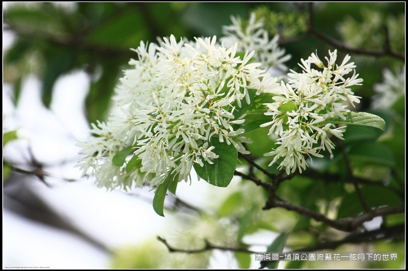 大溪區-埔頂公園流蘇花  (29).jpg