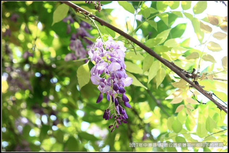 2017年中壢區-龍德公園紫藤花 (3)