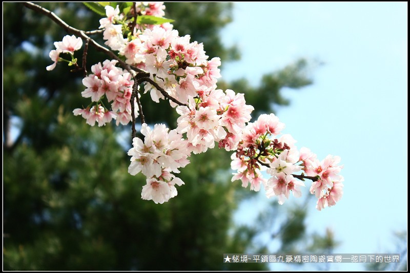 ★秘境~平鎮九豪精密陶瓷賞櫻 (8)