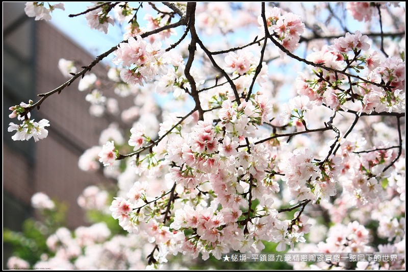 ★秘境~平鎮九豪精密陶瓷賞櫻 (13)