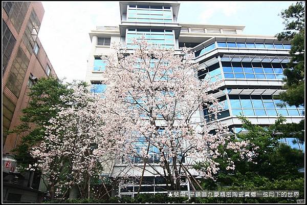 ★秘境~平鎮九豪精密陶瓷賞櫻 (25)