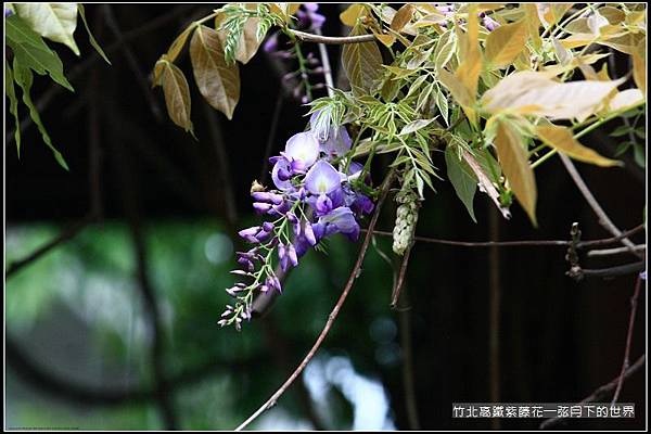 2017年竹北高鐵紫藤花 (5).jpg