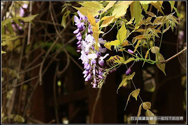 2017年竹北高鐵紫藤花 (4).jpg