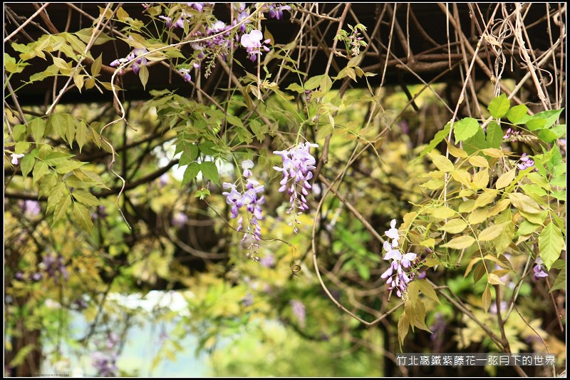 2017年竹北高鐵紫藤花 (3).jpg