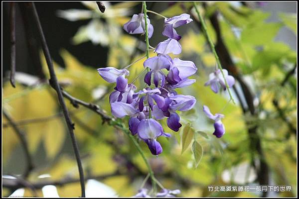 2017年竹北高鐵紫藤花 (6).jpg