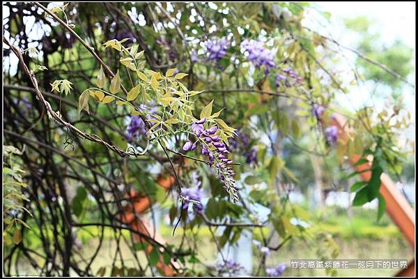 2017年竹北高鐵紫藤花 (14).jpg