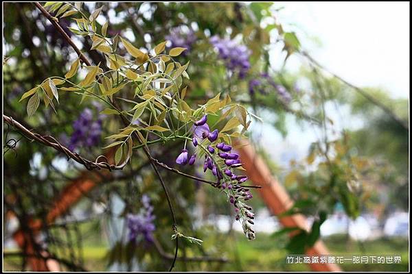 2017年竹北高鐵紫藤花 (19).jpg