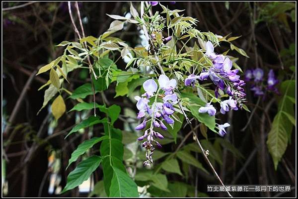 2017年竹北高鐵紫藤花 (20).jpg