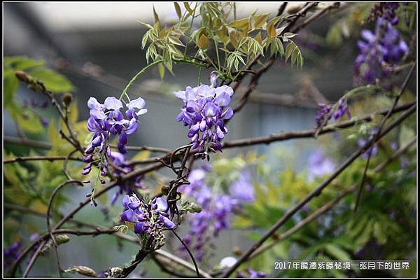 2017年龍潭紫藤花秘境 (10).jpg