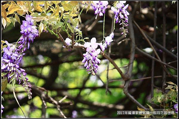 2017年龍潭紫藤花秘境 (14).jpg