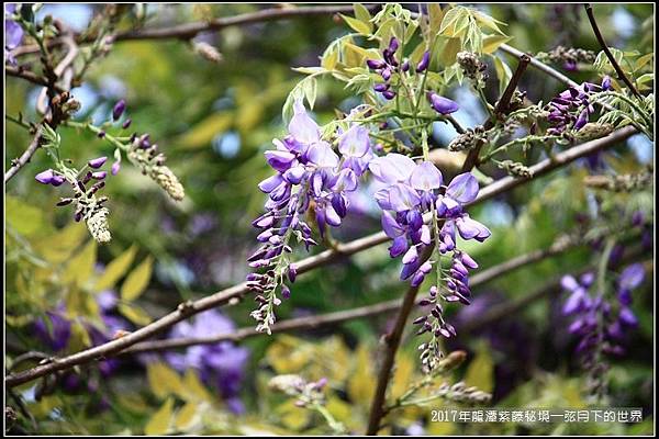 2017年龍潭紫藤花秘境 (16).jpg