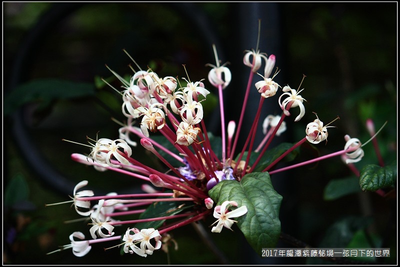 2017年龍潭紫藤花秘境 (23).jpg