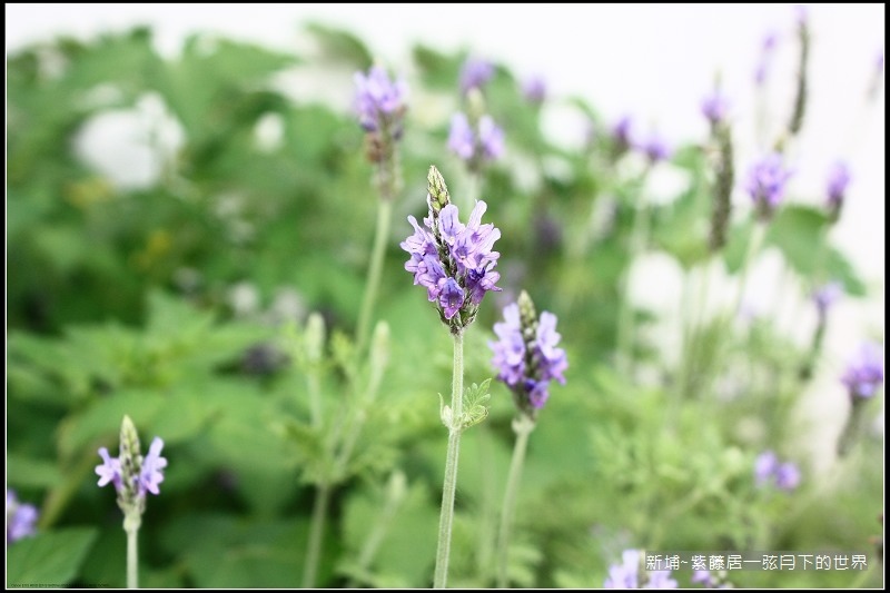 新埔~紫藤居賞紫藤花  (3).jpg