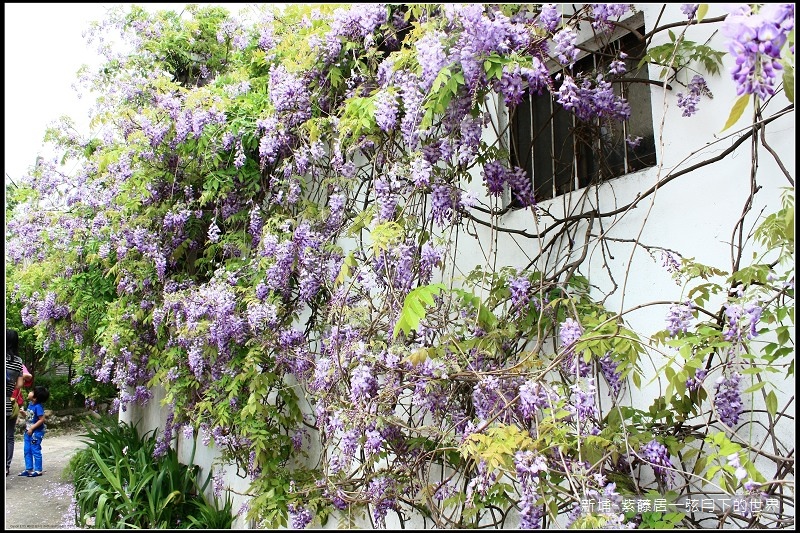 新埔~紫藤居賞紫藤花  (10).jpg